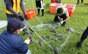 北市放流原生魚  助復育大湖碧湖公園生態