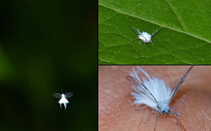 北海道札幌大量雪蟲飛舞 恐持續到11月上旬 