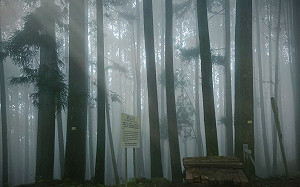 國家森林遊樂區電子門票登場！即起免排隊買票就可入園