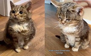 收編米克斯「養13年仍是幼貓」！罕見身分曝