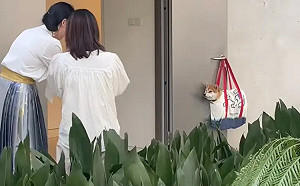 尿急柴犬先掛門口！突擠滿人「變觀光景點」