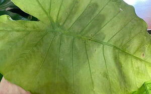 吃完炒飯嘴唇喉嚨刺痛！食藥署曝調查結果：飯底鋪「這款葉子」有毒 