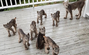 超幸運！院子突冒4隻醜萌奶貓竟是仙氣靈獸