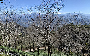 爬山享受大自然！台南梅嶺步道3大分級路線   快規劃踏青