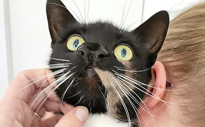 罕見長相曝光！黑貓天生擁有2鼻、3鼻孔