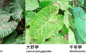 衛教食安卻出包！可食「千年芋」、有毒「姑婆芋」傻傻分不清？ 食藥署認了：誤採葉片