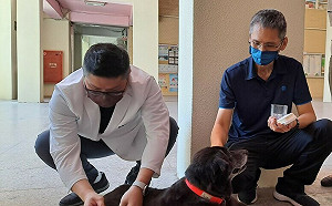 虎斑萌貓寄生蟲感染 中藥驅蟲助康復