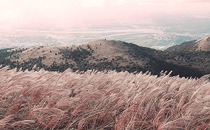 秋天北部必追美景！陽明山芒草季登場快上山搶拍