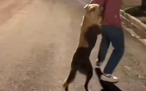 女子好心餵食！大黃狗環抱盧三條街：帶我走