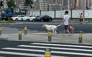 這條牽繩有點怪！飼主「佛系遛狗」網友傻眼