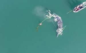 被136公斤蟹籠纏身！座頭鯨痛苦悲鳴3天