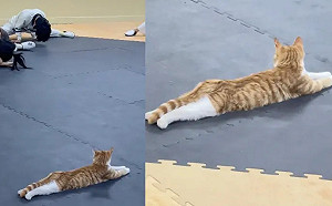 跆拳道學生劈腿拉筋！橘貓助教炫技：很難？