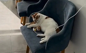 米克斯幼貓受重傷！大白貓非親媽卻貼身安撫