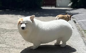 萌樣療癒24.8萬人！路上驚見肥美麻粩曬太陽