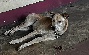 忠犬不相信爸爸走了 ！苦守醫院門口1年多