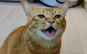 貓界歌神「貓不易」　完美和音驚呆千萬人