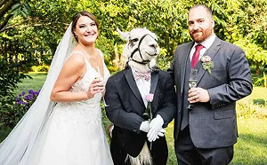 婚禮伴郎混入一隻羊駝！身燕尾服模樣超英俊