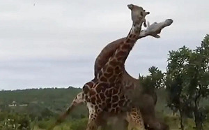 長頸鹿可愛形象破滅！「用脖子互毆」場面曝