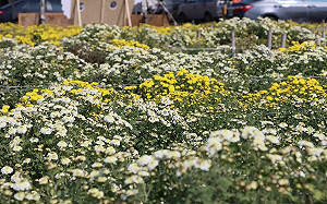 苗栗賞花輕旅行！銅鑼杭菊11月中盛開 花期1個月快把握