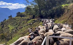 (影)綿羊也趕上班！清境農場放牧羊群塞住 網笑：就像雪隧塞車