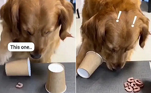 (影)阿金選錯杯痛失8倍餅乾　犯規1動作眼神超萌