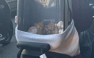 您的外送餐點可愛中！小萌貓逛街5萬人讚爆