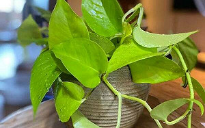 用「黃金葛汁」毒同學！國小女生遭求償百萬  毒物專家驚：差點毒死人