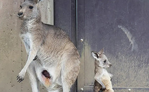 小袋鼠雙手插腰背對媽媽生悶氣　網驚會出事