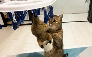 最愛娃娃被上吊！虎斑貓「急哭猛跳想救它」