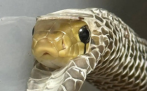 寵物蛇脫完皮怕冷又鑽回！露一顆頭畫面超萌