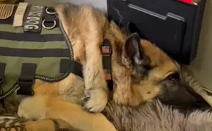 (影)癌末軍犬出最後任務！搭飛機全場為牠喝采