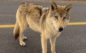 野狼胖成「哈士奇」！專家：人類好心做壞事