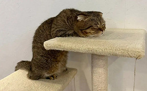 曼赤肯玩太累「原地關機」！跳台上發懶萌翻