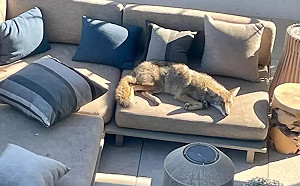 陌生狗爽躺沙發休息！他越看越怪：這不是狗