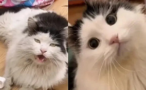 流浪乳牛貓被收養！「1年後變化」曝光