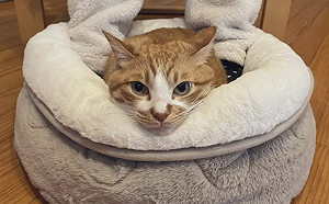 鏟屎官用最軟萌暖腳器！胖橘厭世上工