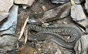 平地眼鏡蛇爬上合歡山不幸凍死！林業署：疑隨交通工具上山