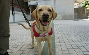 導盲犬商場突然倒地！「狂喘嘔水」送醫不治