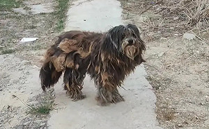 南投「抹布狗狗」失蹤！動保團體急尋目擊者