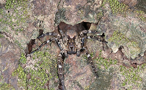 恒春發現2款蜘蛛新物種！農業部生多所喜曬研究成果