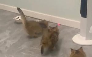 用雷射筆當逗貓棒玩！貓貓飛簷走壁飼主傻眼