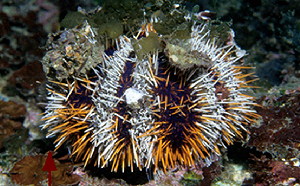 澎湖海膽竟檢出「鎘」超標！專家曝關鍵：疑似混充到進口產品