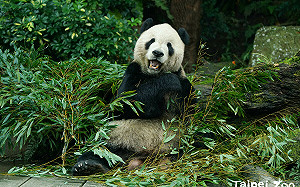 團團離世滿一年！標本製作完成 園方：明年中開放瀕危動物展示區