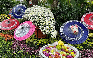 菊花開了！士林官邸菊展11/24登場  13展區賞不完