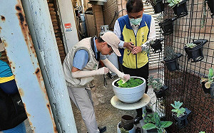 連續「高溫多雨」 重症醫：恐為登革熱大爆發前兆！