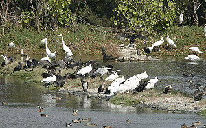 黑面琵鷺數量破578隻！嘉義鰲鼓濕地候鳥數量再創新高