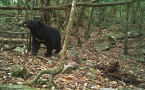 山友登「中部熱門步道」遇到熊！林業署揭正確應對方式