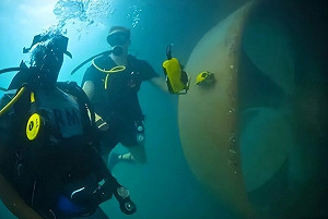 竟用聲納當武器! 澳洲潛水員遭震傷  中媒反批 : 不該在「中國家門口」挑釁