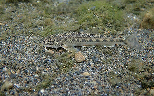 3種瀕危淡水魚棲地受破壞！林業署急啟動「跨機關保育平台」