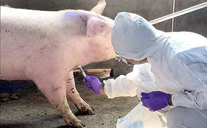 中國北方「非洲豬瘟」擴大 ! 官方文件外流 : 疫情異常嚴峻